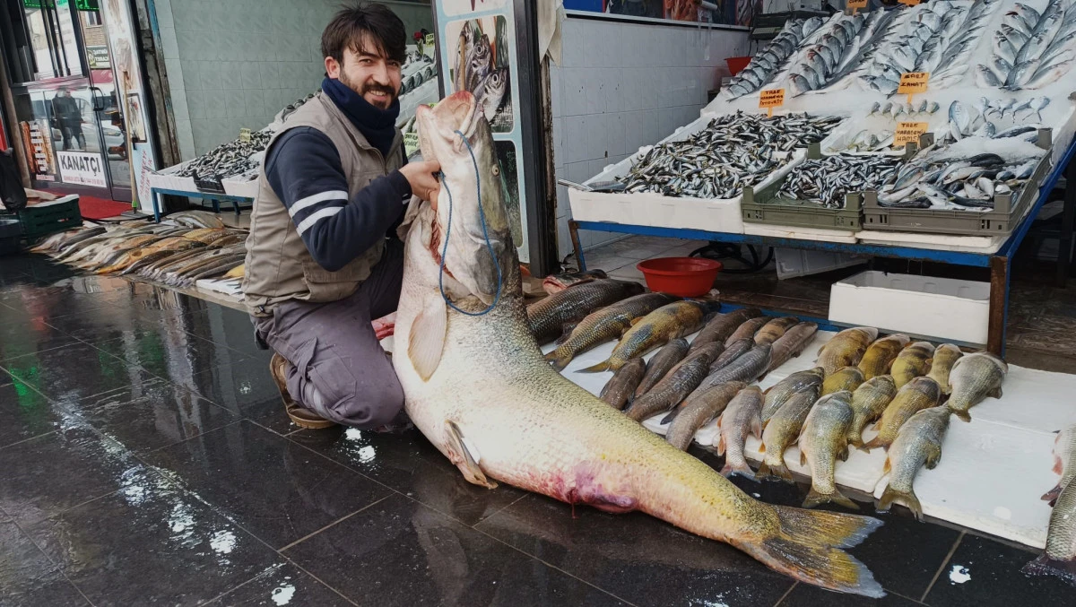 2 METRE UZUNLUĞUNDA 142 KİLOGRAMAĞIRLIĞINDAKİ DEV TURNA BALIĞI G&Ouml;RENLERİ HAYRETE D&Uuml;Ş&Uuml;RD&Uuml;