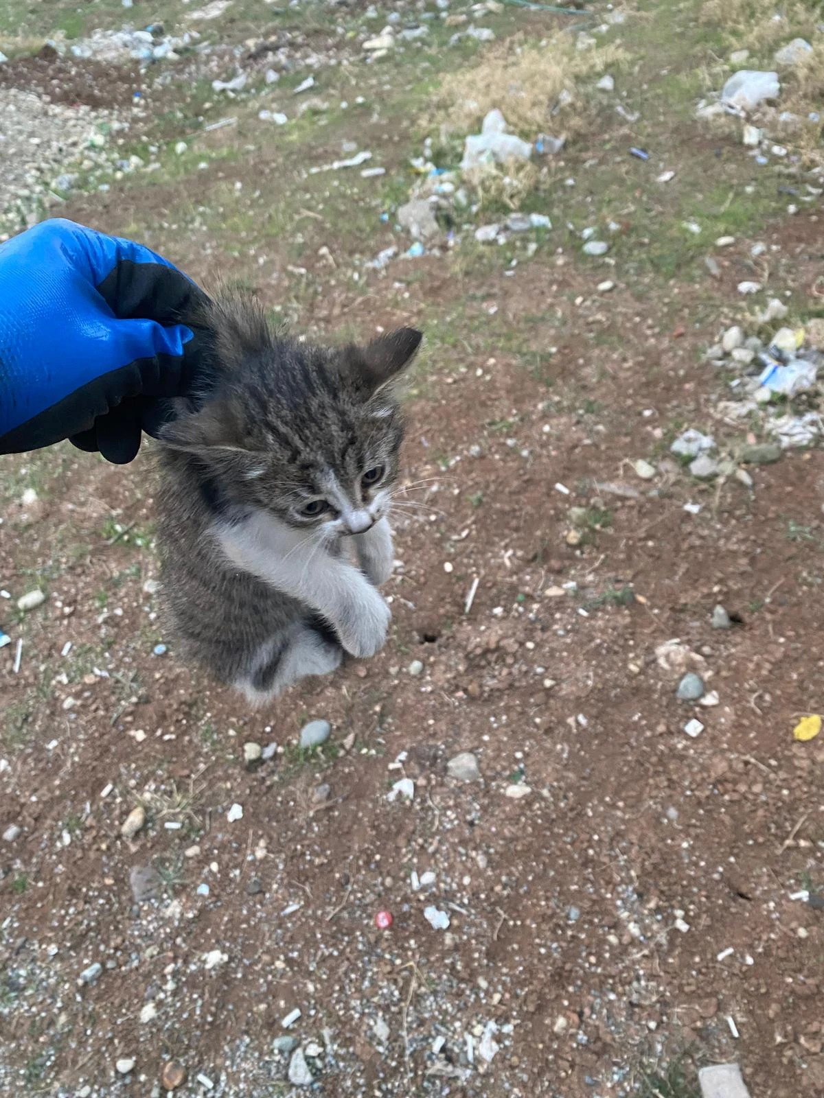 ARA&Ccedil; MOTORUNDA MAHSUR KALAN YAVRU KEDİ KURTARILDI