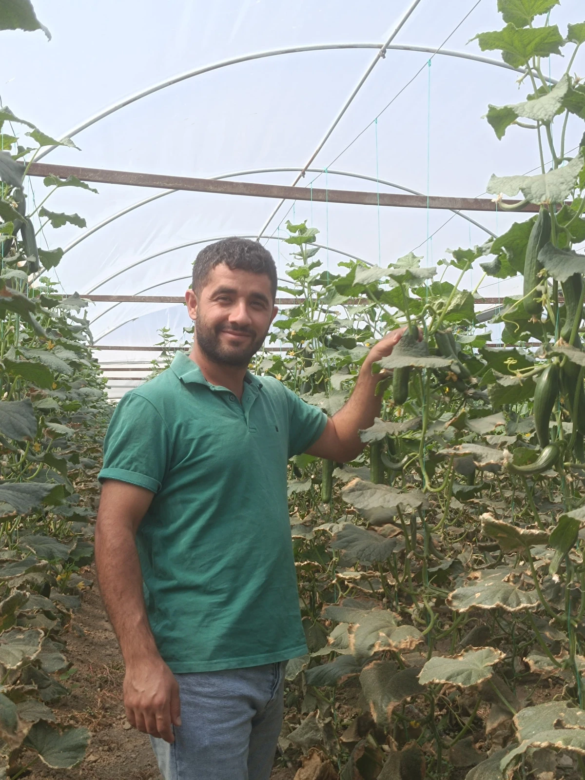 BALPINAR'DA SALATALIK HASADI ÜRETİCİYİ ÜZDÜ: MALİYETLER YÜKSEK, FİYATLAR DÜŞÜK