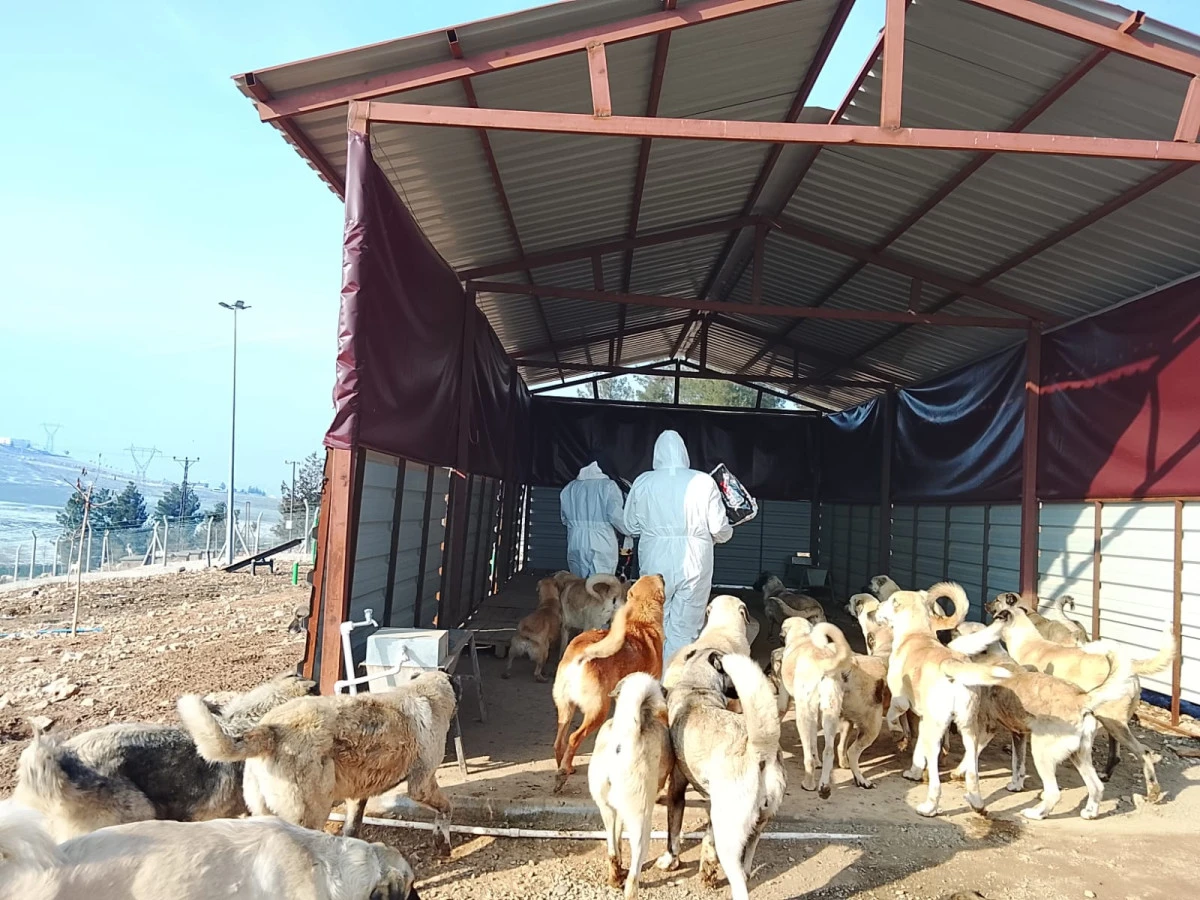 BATMAN BELEDİYESİ  &ldquo;CAN DOSTLARIMIZA&rdquo; MAMA MİKTARINI  %50 ARTIRILDI