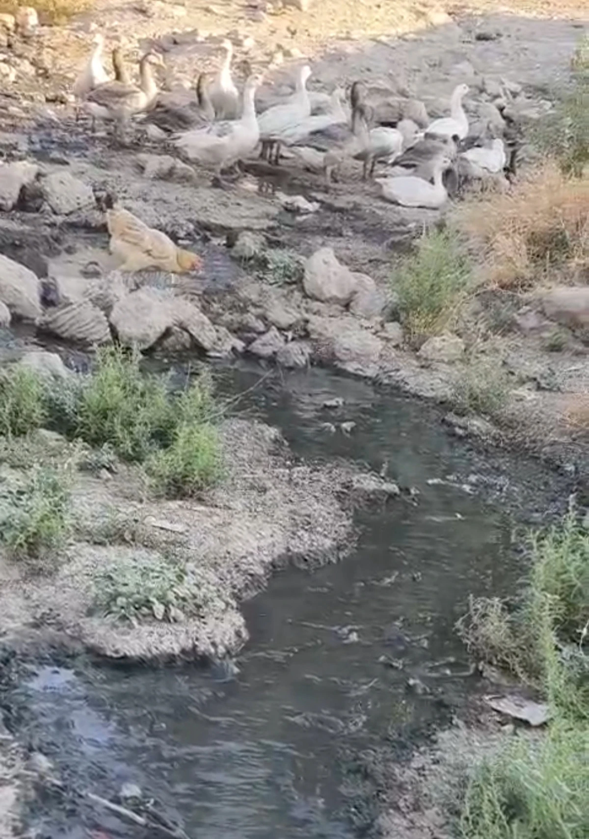 Batman Çevrimova Köyü’nde Kanalizasyon şebekesi hastlık saçıyor 