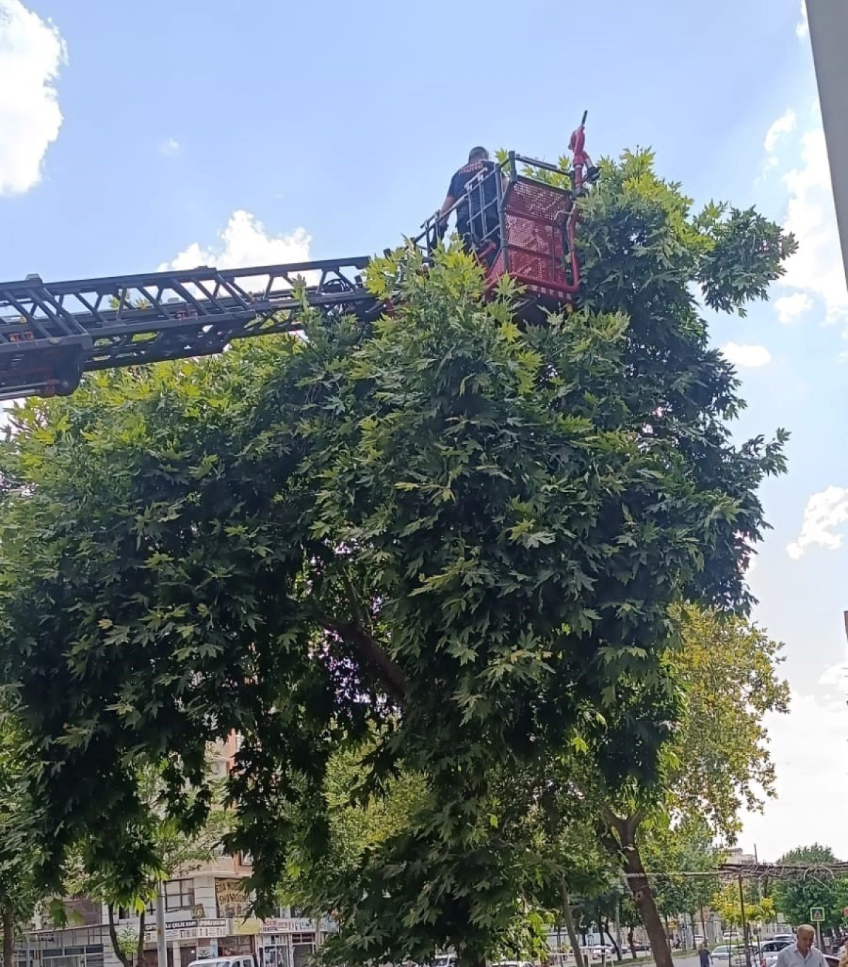 BATMAN İTFAİYESİ YAVRU KARGAYI YUVASINA KOYDU