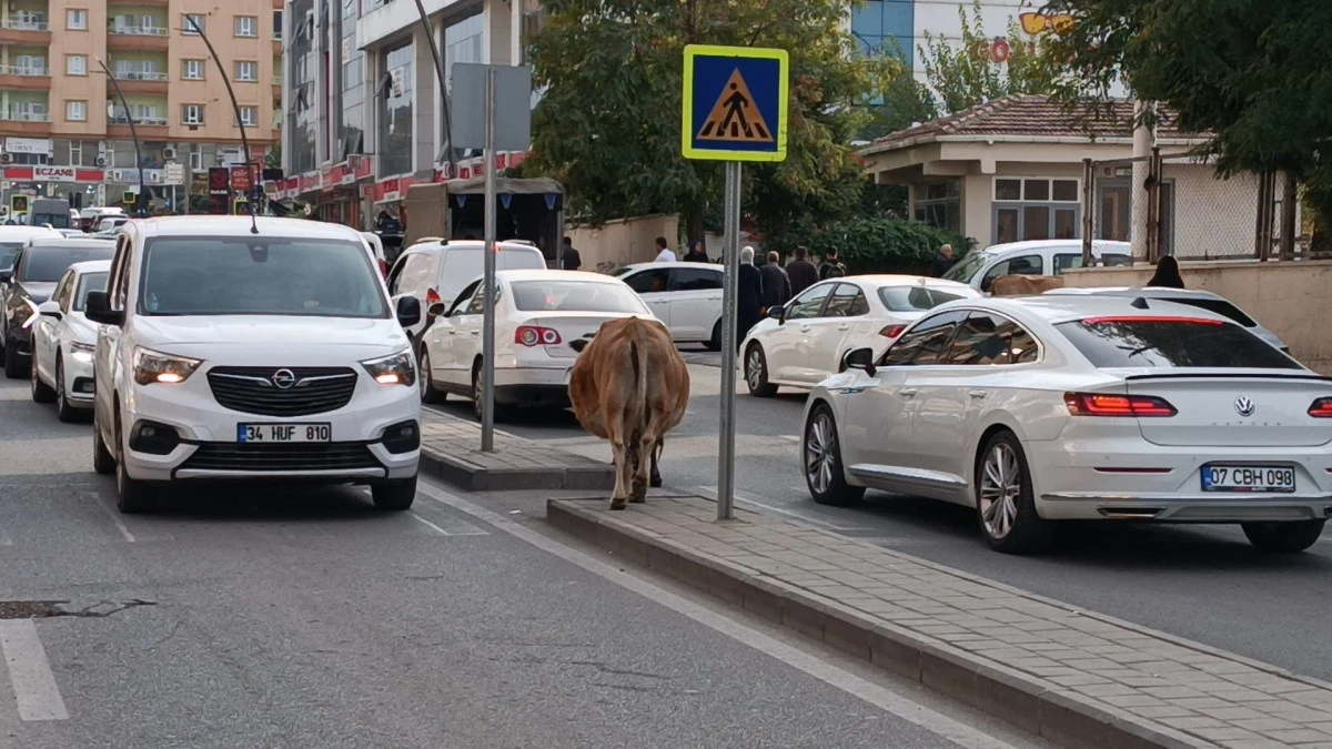 BATMAN KENT MERKEZİNDE ŞAŞIRTAN GÖRÜNTÜ: İNEK SÜRÜSÜ TRAFİĞİ AKSATTI