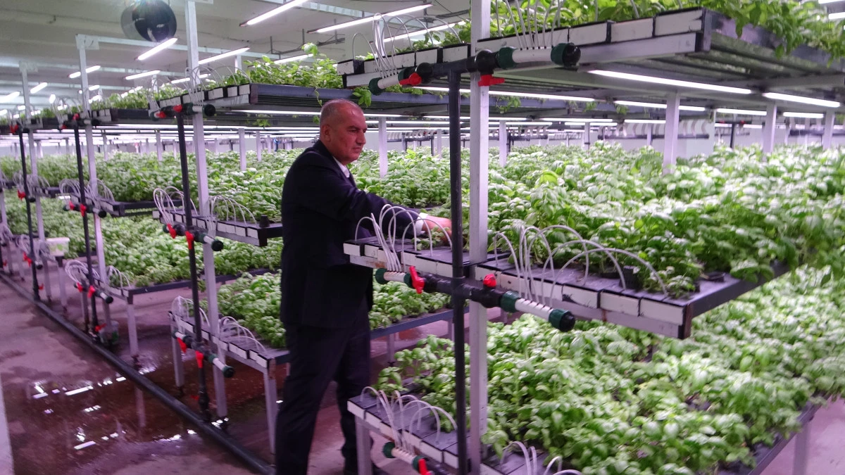 BATMAN OSB'DE 30 MİLYON TL'LİK DİKEY TARIM DEVRİMİ: FESLEĞEN ÜRETİMİYLE BÖLGE VİZYONU DEĞİŞİYOR