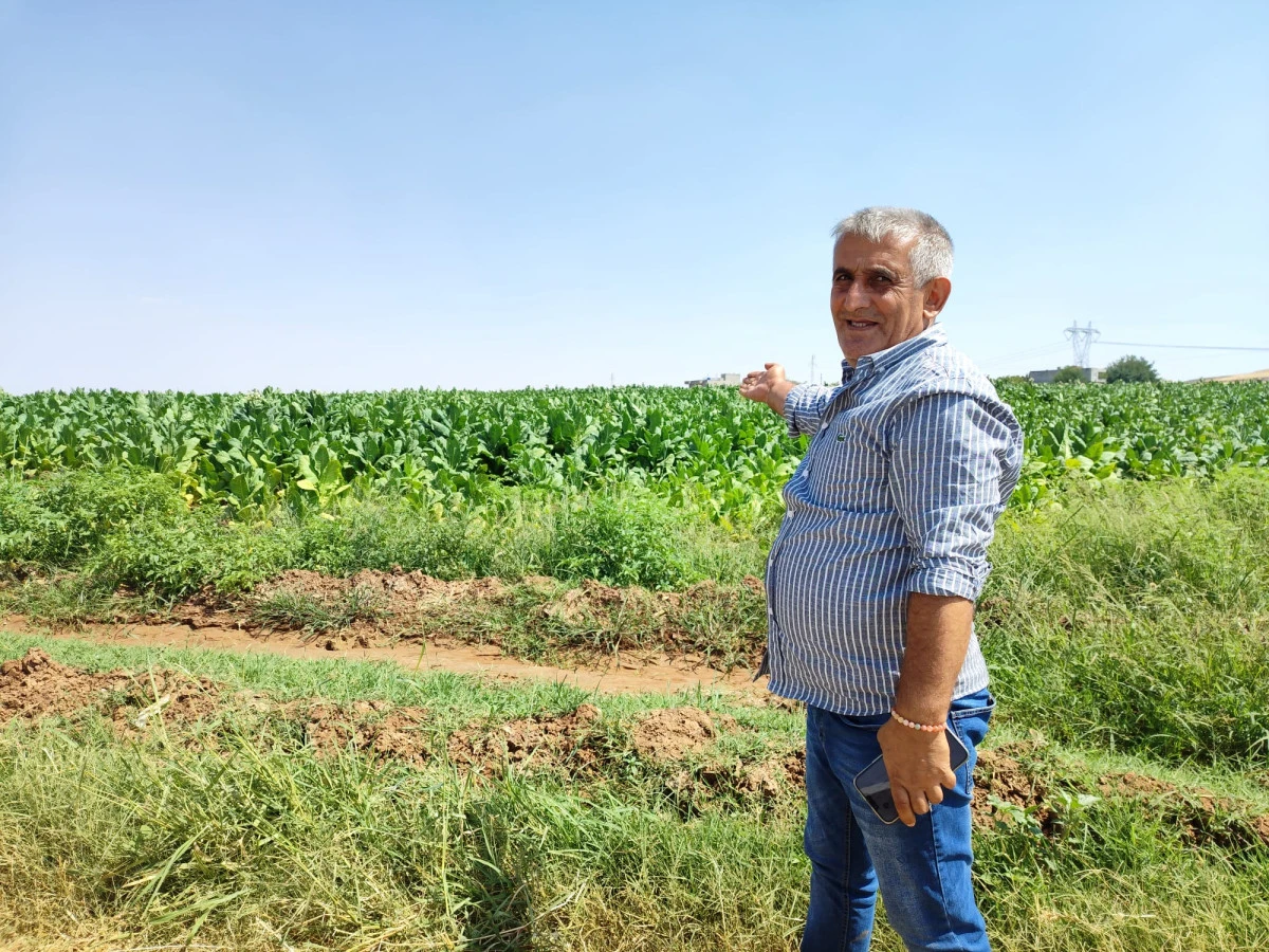 BATMAN REYHANI ANTEP VE MARAŞ'IN G&Ouml;ZDESİ OLMAYA DEVAM EDİYOR