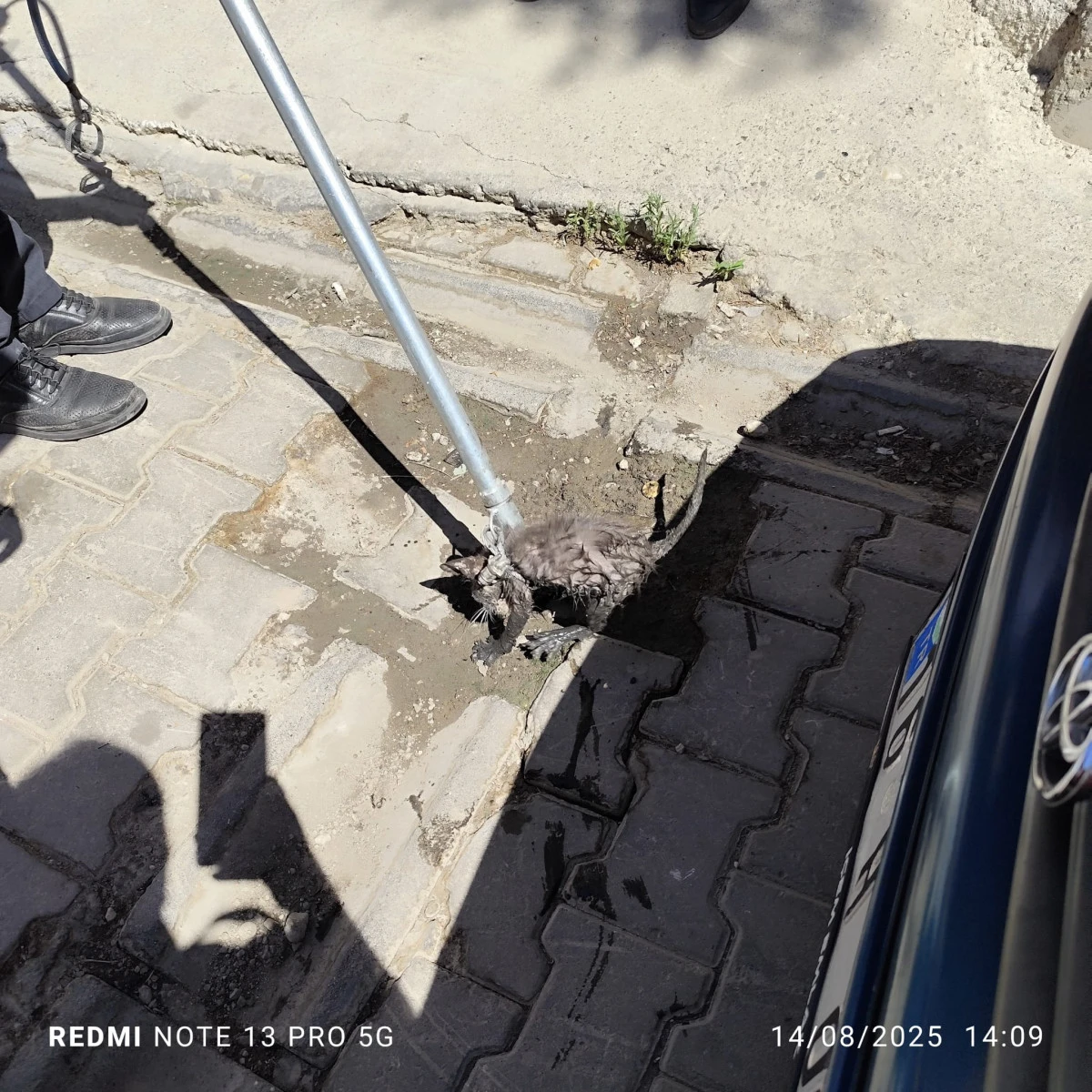 BATMAN SANAYİ SİTESİ'NDE İŞ YERİNİN HAVA BOŞLUĞUNDA MAHSUR KALAN KEDİ KURTARILDI