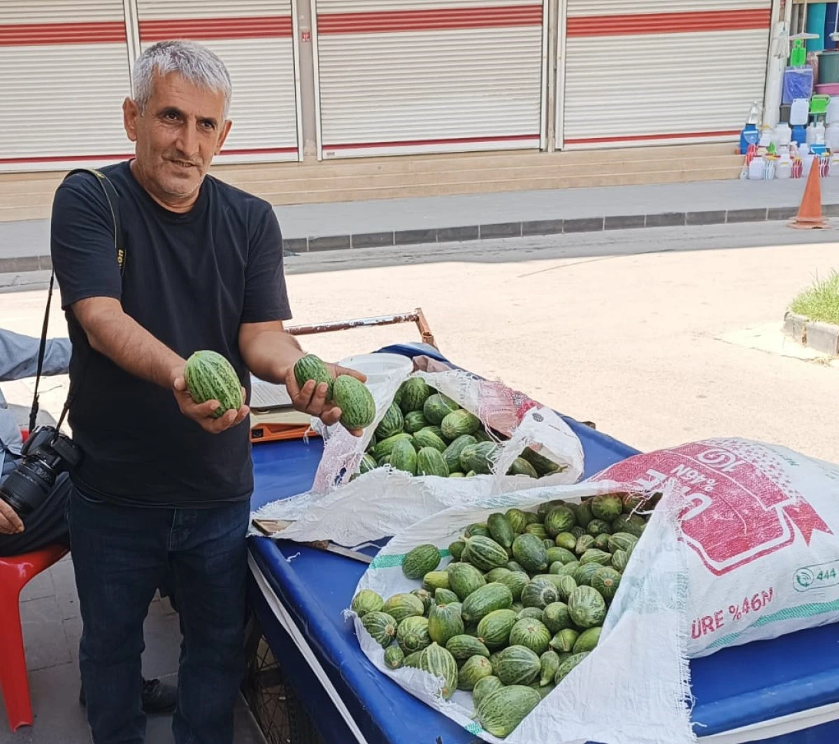 BATMAN'DA ACUR SEZONU BAŞLADI!