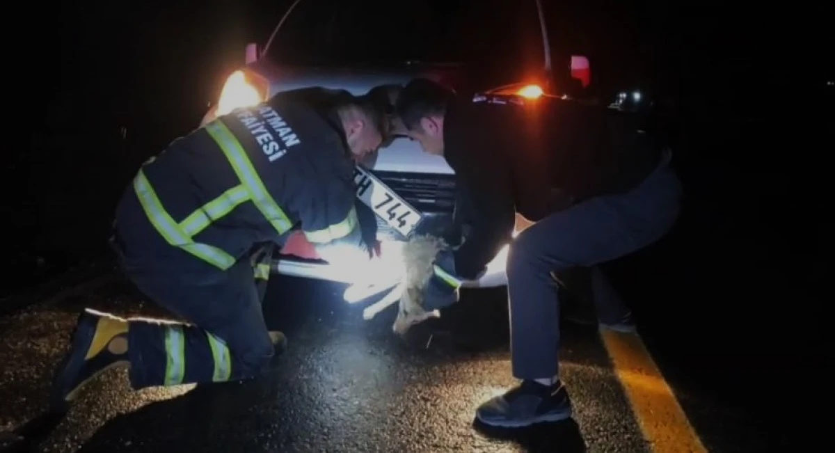 BATMAN&rsquo;DA ARA&Ccedil; &Ouml;N&Uuml;NE SIKIŞAN TİLKİ KURTARILDI