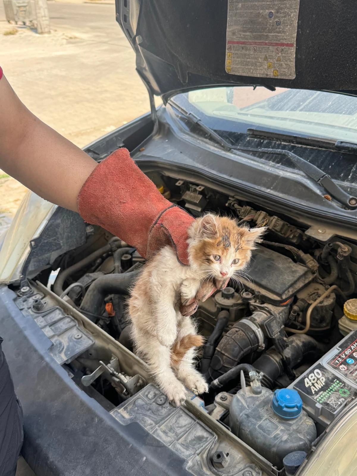  Batman&rsquo;da aracın motor kısmına sıkışan yavru kedi kurtarıldı