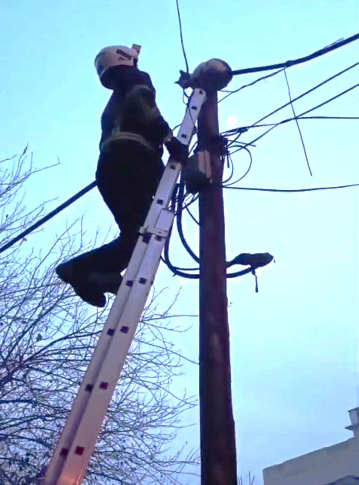 BATMAN&rsquo;DA KEDİNİN &lsquo;DİREK&rsquo; MACERASI MUTLU SONLA BİTTİ