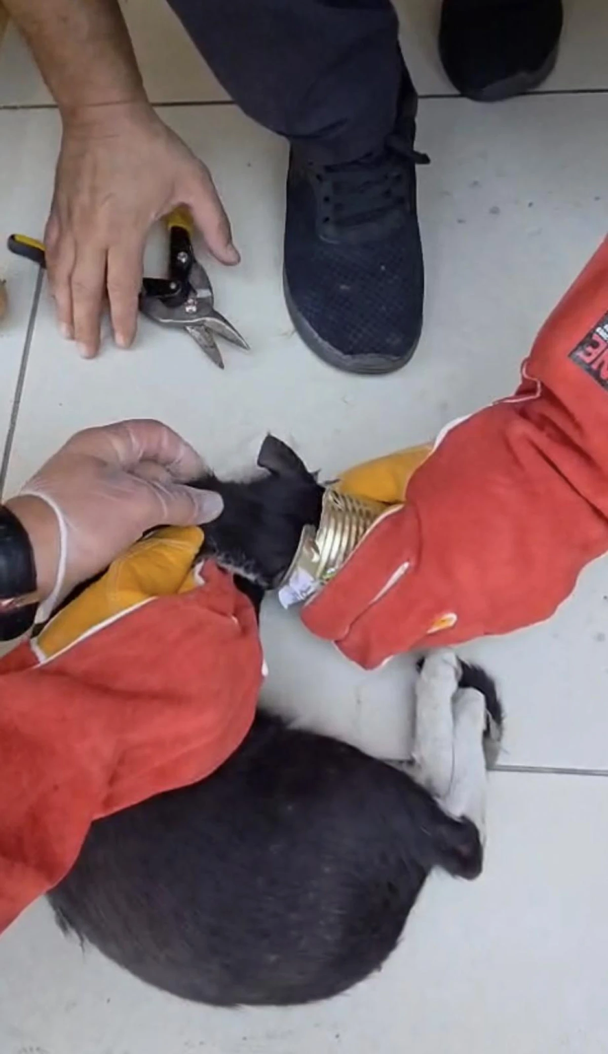 BATMAN&rsquo;DA YARAMAZ KEDİ KAFASINI TENEKEYE SIKIŞTIRDI, İTFAİYE KURTARDI