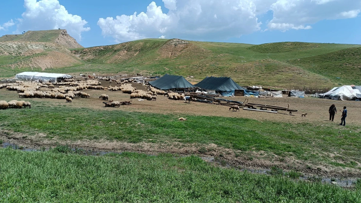 BATMANLI GÖÇERLER YAYLADA ORGANİK PEYNİR ÜRETİYOR