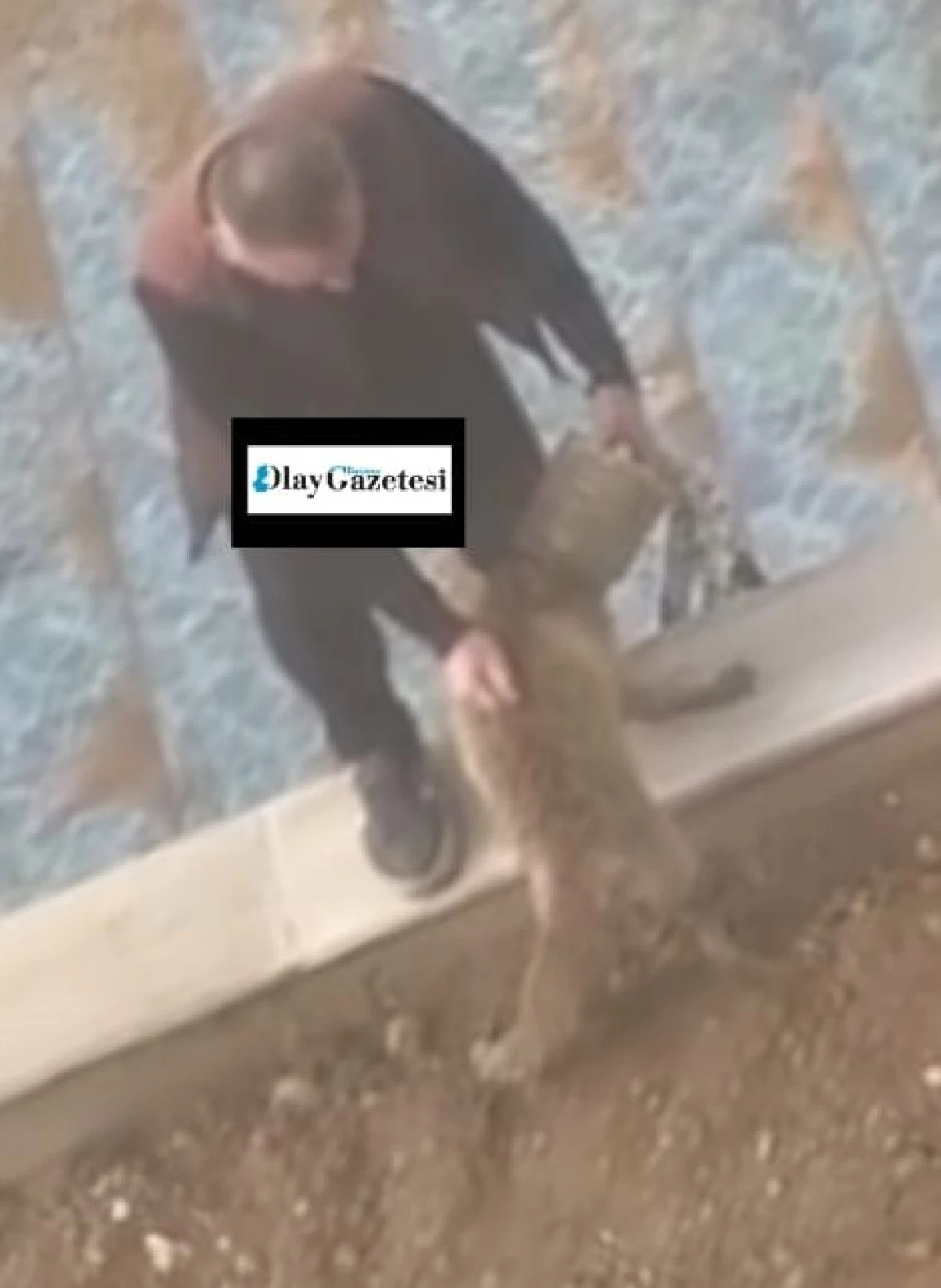 BEŞİRİ&rsquo;DE KAFASI BİDONA SIKIŞAN TİLKİ KURTARILDI