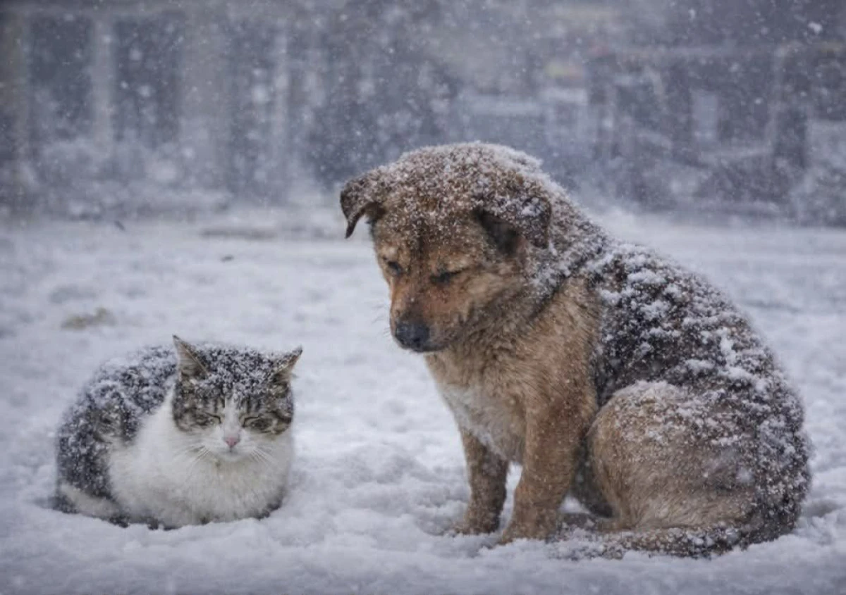 BU SOĞUK KIŞ G&Uuml;N&Uuml;NDE  "CAN DOSTLARIMIZ SICAKTA MI?"