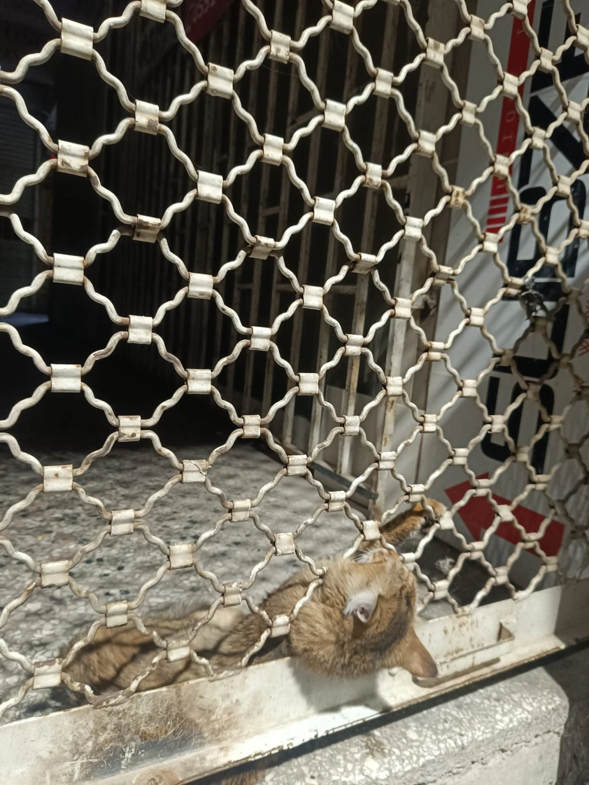DEMİR KORKULUKLARA SIKIŞAN KEDİ İTFAİYE TARAFINDAN KURTARILDI