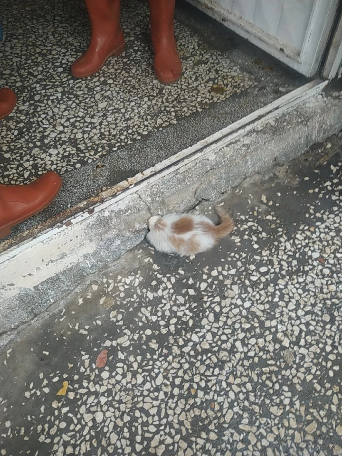 İTFAİYE EKİPLERİ KAPI GİRİŞİNDEKİ GİDER BORUSUNA KAFASI SIKIŞAN KEDİYİ KURTARDI